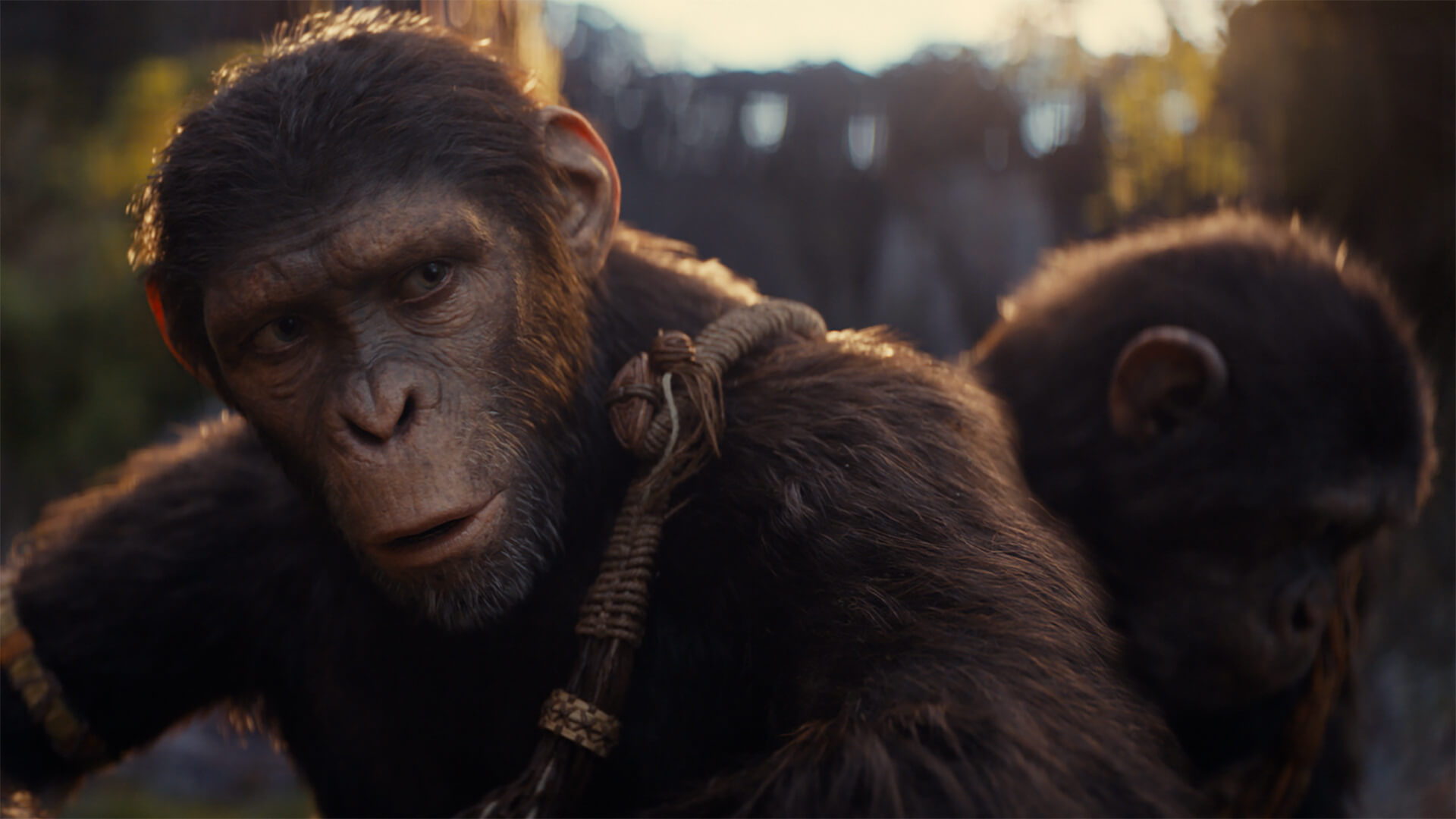 A majmok bolygója: A birodalom