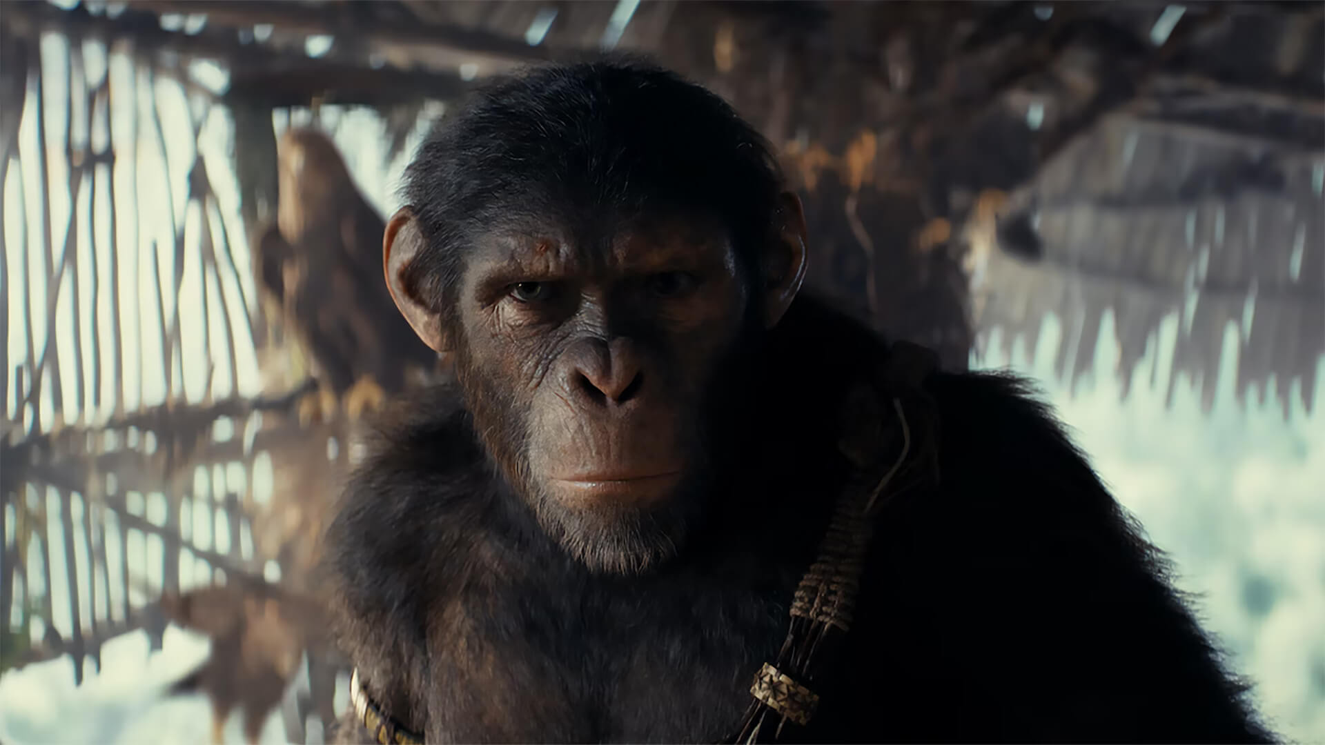 A majmok bolygója: A birodalom