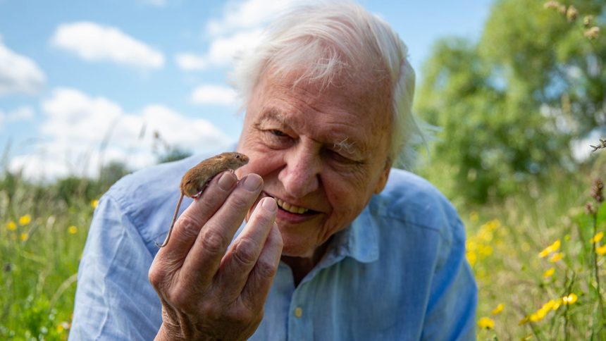 Tematikus műsorokkal ünnepli a Spektrum David Attenborough születésnapját 11 David Attenborough